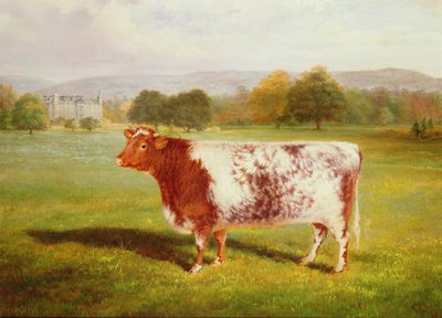 Portrait of a Shorthorn by William Joseph Shayer